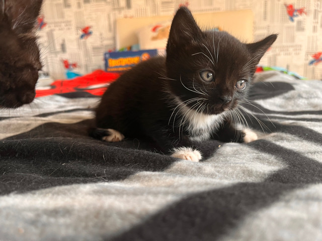 Russian White, Black and Tabby – kittens