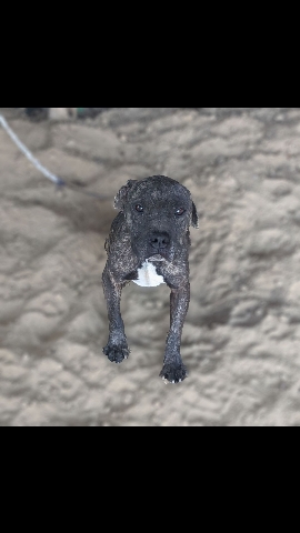 American Pit Bull Terrier – Coco