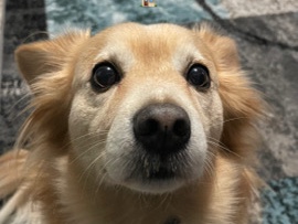 Help Jakey-Jake Find a home – Fort Washington