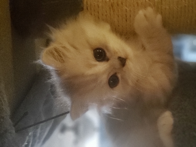 ragdoll/Persian kitten