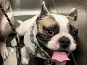 French Bulldog – 3 year old French bulldog