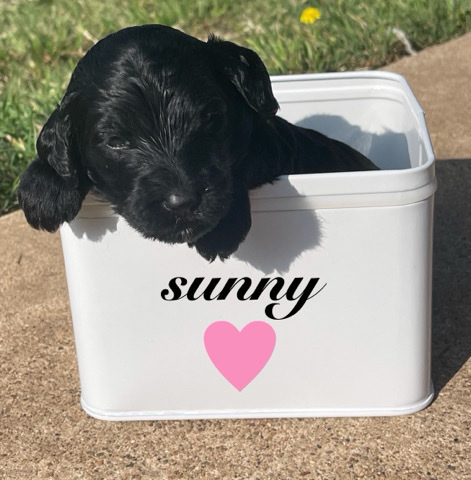 Labrador Retriever – F1bb labradoodles