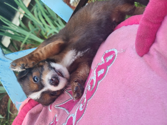 Dachshund – Dauschand puppies