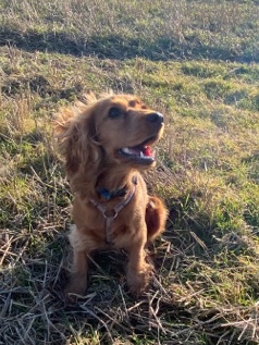 English Cocker Spaniel – Beautiful Show Cocker Spaniel