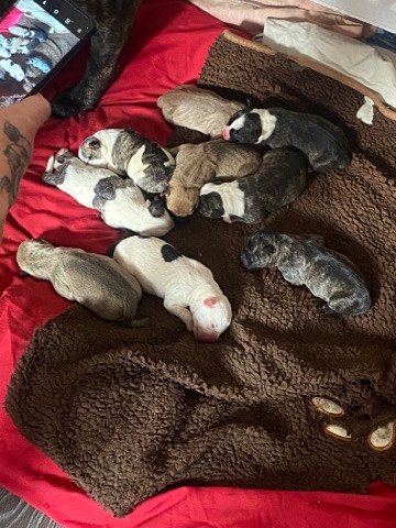 staffy cross american bulldog pups