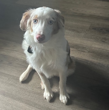 Australian Shepherd – Ares Looking for active home