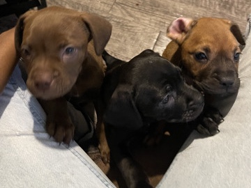 American Pit Bull Terrier – PitxTerrier pups for sale‼️‼️ – Stafford