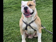 American Bulldog – American Bulldog free to good home – Central Bedfordshire