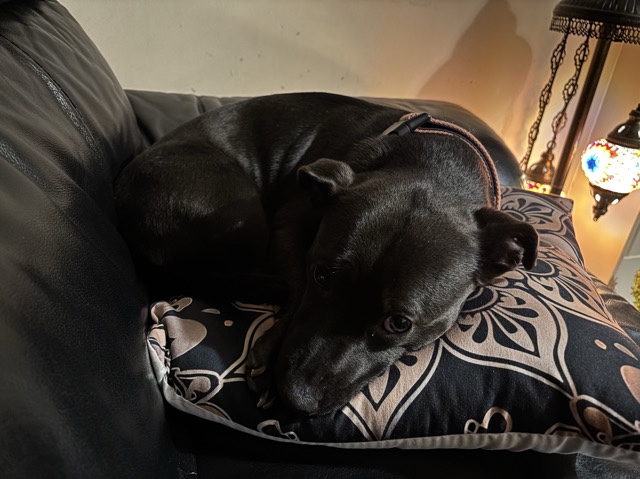 Staffordshire Bull Terrier – lovely dog needs a good home – Southampton