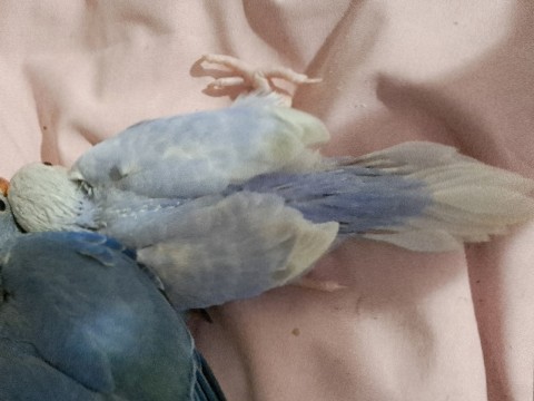 Indian Ringneck for sale