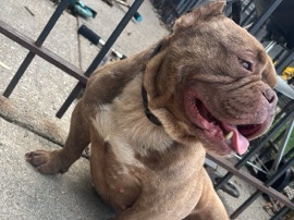 American Bulldog - American bulldog  available for adoption in Chicago