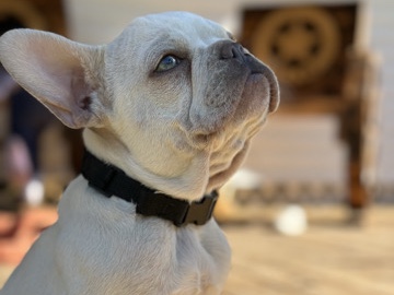 French Bulldog – baby frenchies for sale – Slidell