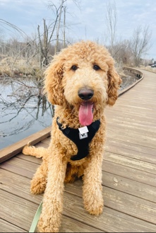 F1BB Medium Goldendoodle