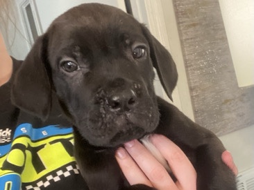 Cane Corso – Female Cane Corso – Dahlonega