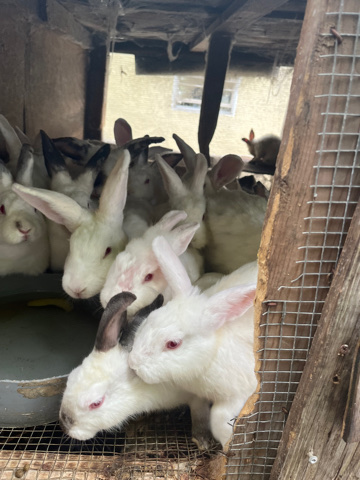 American – Bunny rabbits