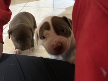 American Pit Bull Terrier -  purebred American red nose pebbles times two female available for adoption in St Clair