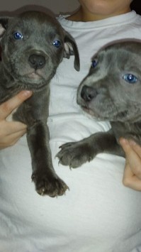 American Pit Bull Terrier – Blue nose puppies
