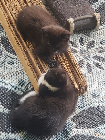 Bobtail Kittens