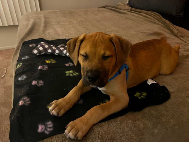 Bullmastiff – Looking for a home for cash