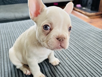French Bulldog – French bulldog puppies – Dartford
