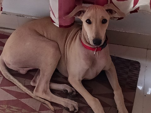 Chippiparai - Chippiparai  available for adoption in Chennai