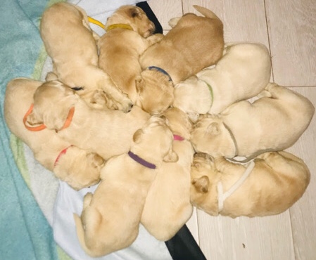 Golden Retriever – puppies golden Retriever