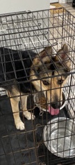 Shepherd Husky mix
