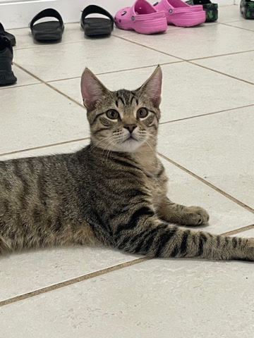 striped kitten