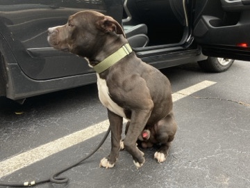 American Pit Bull Terrier – looking for a home – Riverdale
