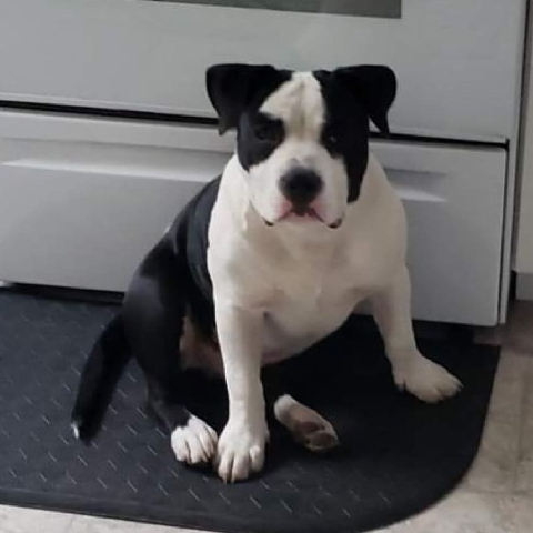 pocket Bully
