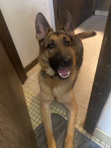 German Shepherd – German Shepherd