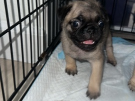 Pug – male pug puppies – Fontana