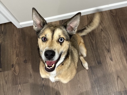 German Shepherd – Urgently Looking for the Right Home for Our Girl, Girlie – Wildwood