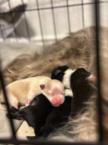 Shih Tzu – Shih Tzu Puppies For Sale. Dallas,TX