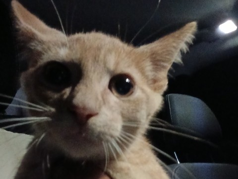 tan cat butter – Fort Washington