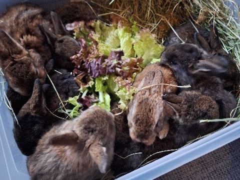 10 wildfarbene kanichen