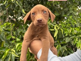 American Pit Bull Terrier – pit bull pups