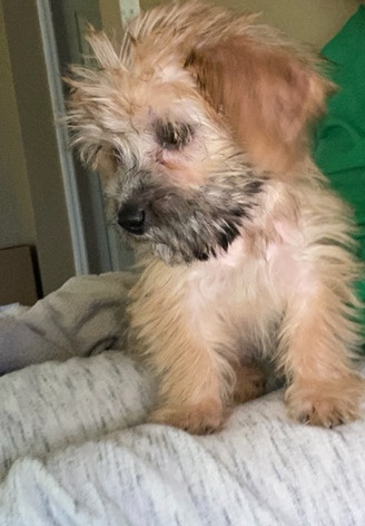 Yorkshire Terrier – Yorkie poo for immediate sale.