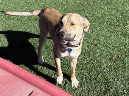 Caucasian Shepherd Dog – new home needed – Savannah