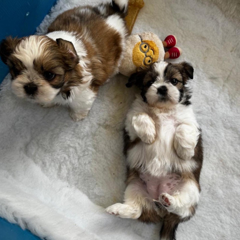 Shih Tzu – 🧡🌟beautiful 3/4 shih tzu 1/4 lhaso apso puppies.🌟🧡