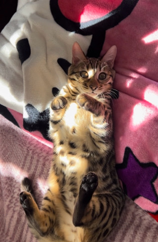 Bengal – Bengal Kitten