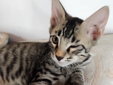 Russian White, Black and Tabby – Kaaku is looking for a new friend – Ghaziabad