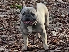 French Bulldog – female French bulldog (daisy) – Gloucester
