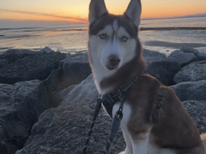 Siberian Husky – female husky 3yrs – Prescot