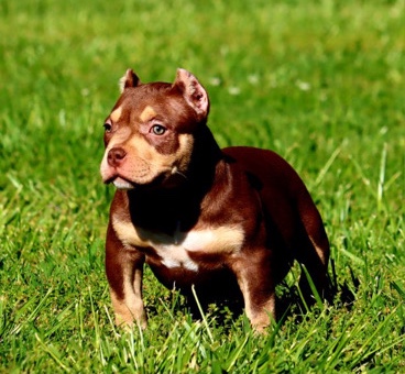 American Bulldog – American Bully Female