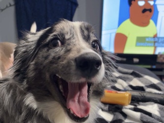 Miniature Australian Shepherd – puppy – New Castle