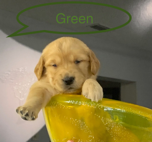 Golden Retriever – Golden Retriever
