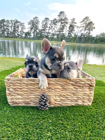 French Bulldog – Puppies Available