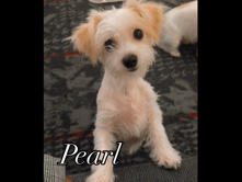Mixed Breed – Adorable sweet Maltese mixed – New York