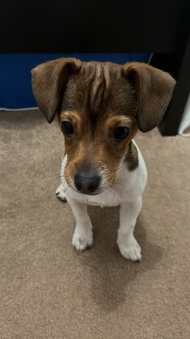 Jack Russell Terrier – 6 month old Jack Russel boy